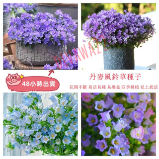 12h出貨 風鈴草種子 （50粒）日本風鈴花 風鈴花子 陽臺庭院觀賞植物盆栽花卉 易種種子 四季種植 50粒