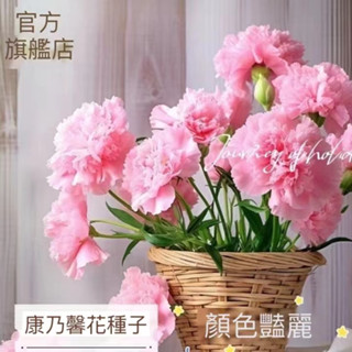 12h出貨 康乃馨（50粒）康乃馨 重辦康乃馨種子四季播種盆栽多年生室內陽臺觀賞花種子 康乃馨種子