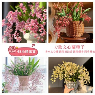 12h出貨 文心蘭（50粒） 驅蚊四季開花重瓣大花濃香型花卉盆栽四季開花 四季易種植多年生