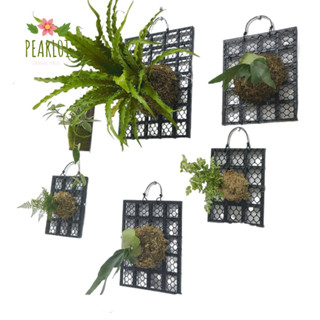 PEARL01種植板,塑膠加厚鹿角蕨板,黑色蘭花蕨植物床板裝飾品園藝掛板