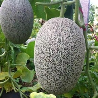 12h出貨 哈密瓜種子（20粒）哈密瓜 網文哈密瓜種子 四季播種水果哈密瓜陽臺蔬果種子 哈密瓜種子