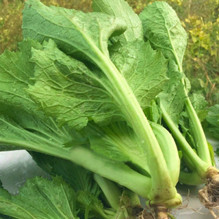 大甜芥菜種子包心芥菜四季播種客家芥種籽廠家批髮四季蔬菜種子
