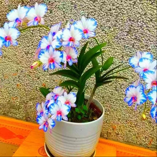 澳洲香水石斛蘭花苗【包對版開花】石斛蘭花濃香型 花卉綠植室內外盆栽鐵皮石斛辦公室盆栽 觀賞花卉 超易養