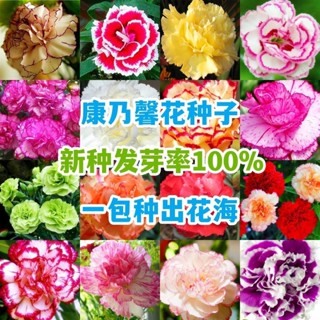 盆栽 花種子 種子重瓣康乃馨種子易種活花卉盆栽陽臺室內室外四季開花植物花種子孑
