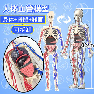 台灣出貨 手工DIY 人體結構模型可拆卸拼裝器官骨骼3d身體內臟醫學生物解剖兒童玩具