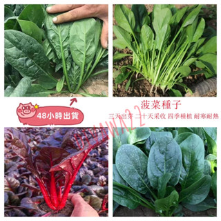 12h出貨 菠菜種子（100粒）20天速生農家小葉菠菜種子 四季陽臺 耐寒耐熱四季種植 菠菜高產 大葉菠菜 蔬菜種子
