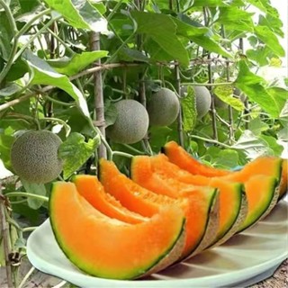 12h出貨 哈密瓜種子（20粒）奶香哈密瓜種子 水果種子 網紋哈密瓜 哈蜜瓜 瓜果 四季種植 香甜濃鬱水果 熱帶水果