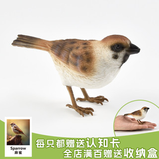 實心模擬動物模型套裝動物玩具麻雀山雀雀科鳴禽鳥類兒童認知禮物