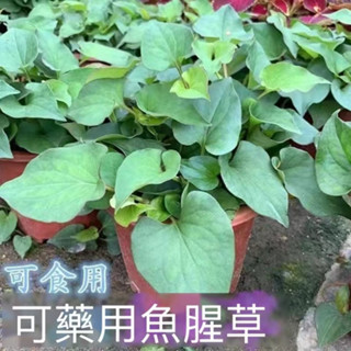 12h出貨 魚腥草種子 （50粒）野生折耳根種子 高產耐熱庭院陽臺盆栽四季播種蔬菜種子#葉菜野菜種子