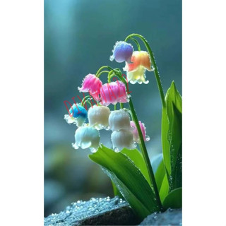 12h出貨 新款鈴蘭花（50粒）多年生四季開花不斷 室內外綠植盆栽花卉種根耐寒耐熱 鈴蘭種子 四季飄香
