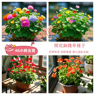 12h出貨現發 （50粒）開花銅錢草種子大全 多款花色銅錢草招財水培土培辦公室桌面盆栽種子 金錢草花卉室內水養綠植吸甲醛