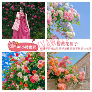 12h出貨 快速發貨 薔薇花（50粒）超低價 買100粒發200粒 爬藤月季花籽種子混色四季播種開花攀援 玫瑰花 種子