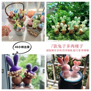 12h出貨 稀有兔子多肉（100粒）絕版多肉藍兔子種子碧光環 綠兔子多肉種子 Monilaria moniliform