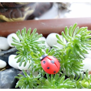 【微景小舖】微景觀 軟陶 小瓢蟲 瓢蟲 花插 多肉植物 苔蘚盆栽擺件 DIY花盆裝飾 園藝造景擺件 軟陶瓢蟲
