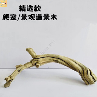 🐱潘多拉寵物🐶爬寵攀爬造景木霸王藤木雨林缸造景守宮鬃獅蜥蜴睫角蛇樹棲天然木
