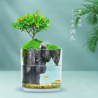 塗塗生活大賣場、、小葉赤楠生態微景觀盆景室內桌面植物盆栽水陸景裝飾擺件可養魚
