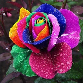 12H出貨 現貨 七彩玫瑰花種子 新品稀有玫瑰花 優質精選 一份100粒 薔薇玫瑰花種子 爬藤玫瑰種子 花卉種子