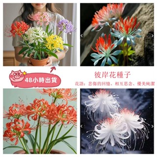 12h出貨 彼岸花種子 （50粒）曼珠沙華種子 彼岸花種籽 室內外盆栽花卉植物 四季開花 室外 陽臺 庭院 觀賞花卉