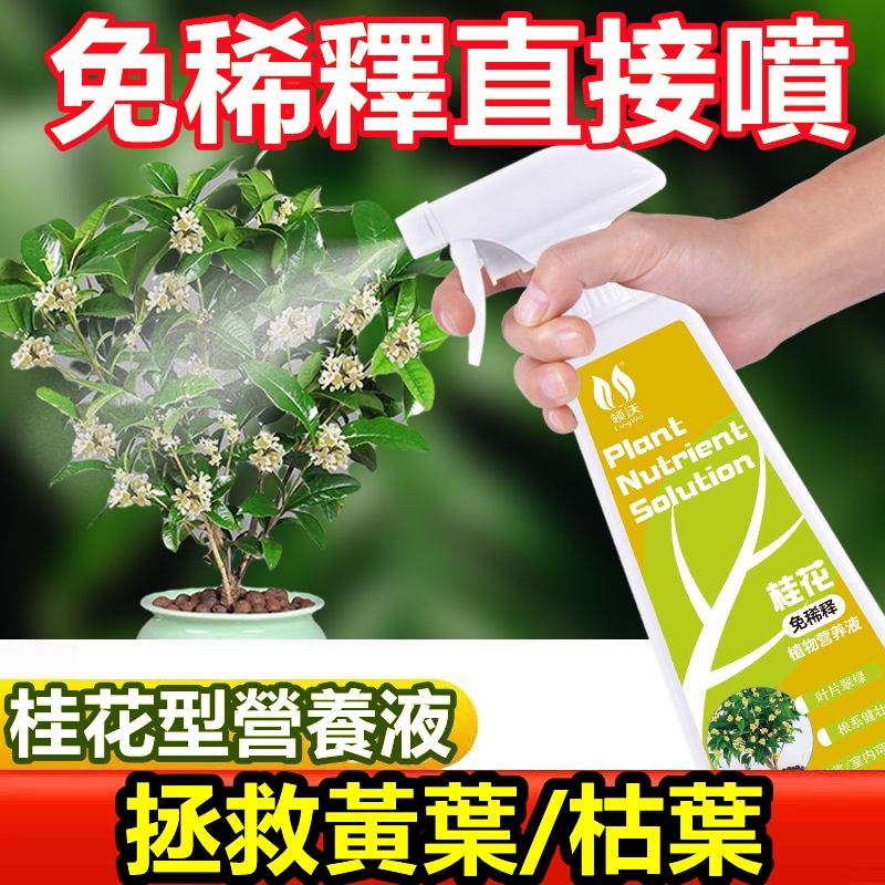 【台灣出貨】免稀釋桂花營養液 桂花肥料 促花保花 改善黃葉 桂花樹專用肥營養液 花肥 養花綠植通用營養液 桂花液態肥