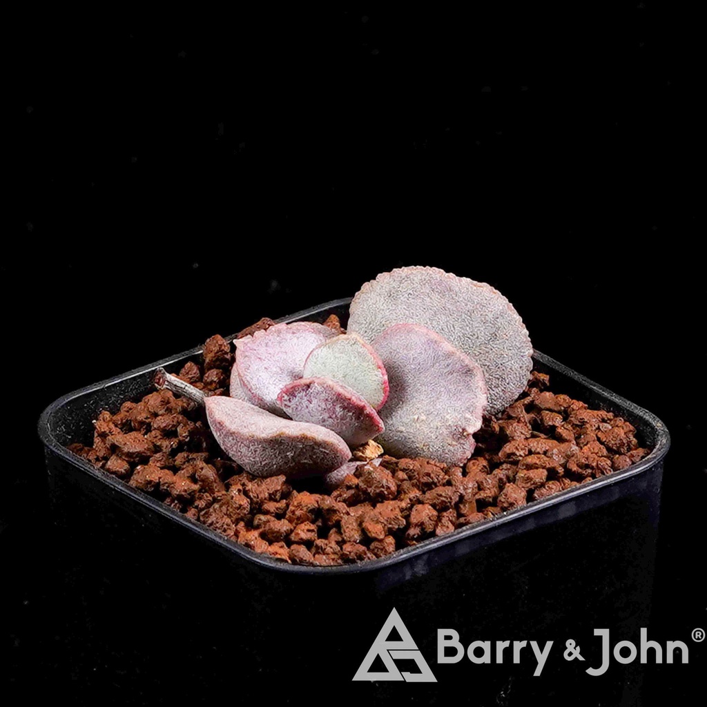 瘀點天章｜Adromischus Marianae ‘Petechia‘