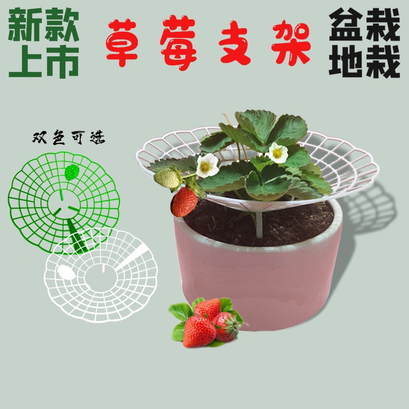 新款草莓支架子 草莓苗種植架 太陽花架 盆栽 草莓專用防腐爛果實支撐