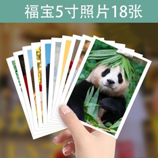 大熊貓福寶照片5寸6寸相片段花可愛周邊diy裝飾
