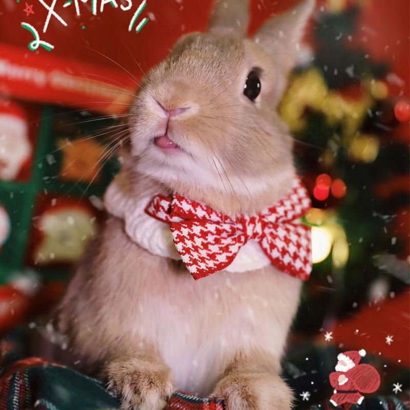 春節新年兔子衣服 兔兔衣服 寵物兔圍巾 兔子圍巾 垂耳兔侏儒兔 兔兔口水巾 兔兔圍脖 兔兔新年裝飾裝扮 兔兔裝飾