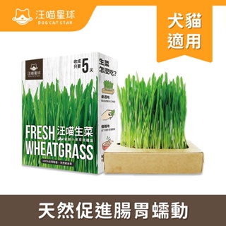 【汪喵星球】 生菜新鮮小麥草栽種盒65g