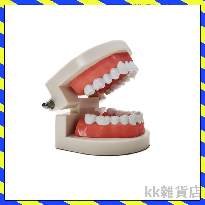 【台灣出貨】牙齒教具 牙科標準 牙模型  牙齒模型  牙模教學 幼兒園刷牙練習 口腔模型 牙醫 學校教學好道具 牙齒