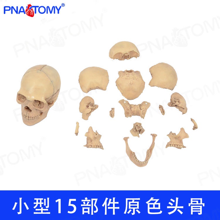 頭部骨骼拚裝骷髏模型 人頭骨模型原色 可拆15部件顱骨 人體器官玩具 人體玩具 兒童益智玩具 人體構器官模型拚圖