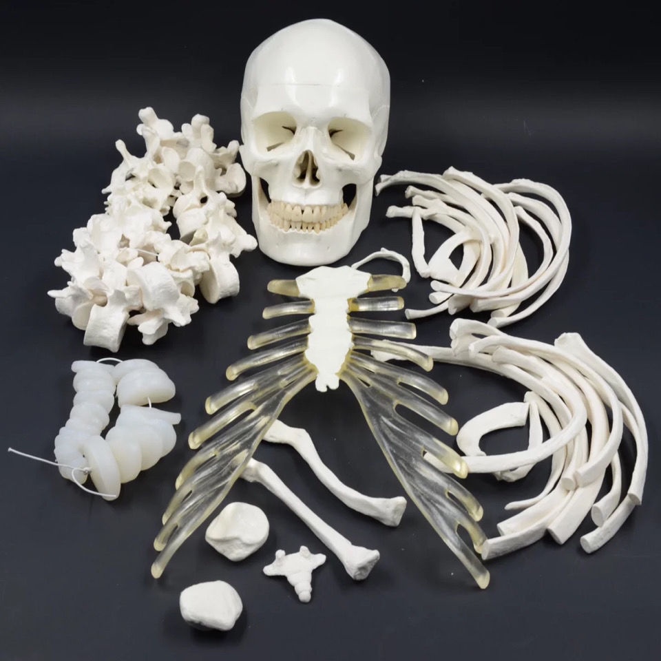 【醫敎模型】散骨醫學人體骨骼模型骨架仿真玩具小白全身真人遊離骨骼正骨醫用