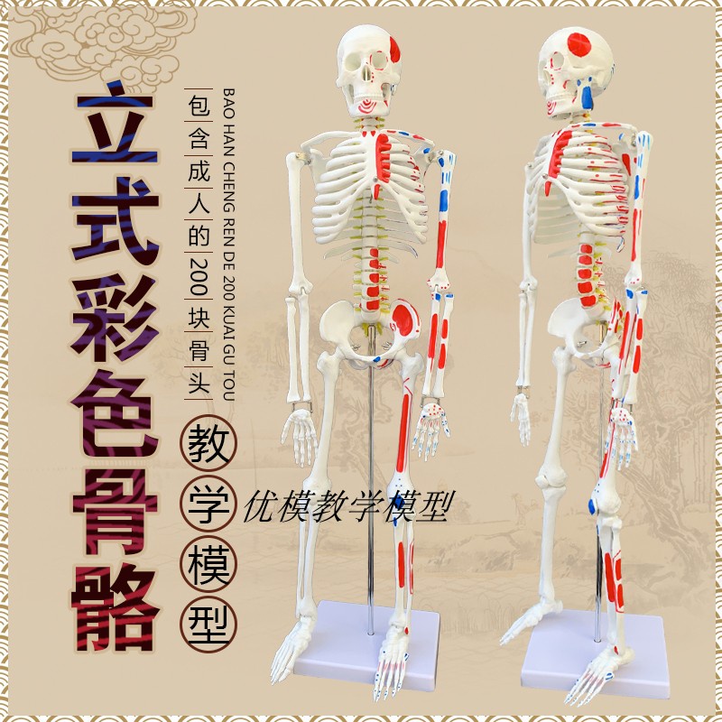 【免運 下殺價】人體骨骼 85CM人體骨骼模型神經肌肉起止骨架小針刀骨骼解剖模型脊柱模型