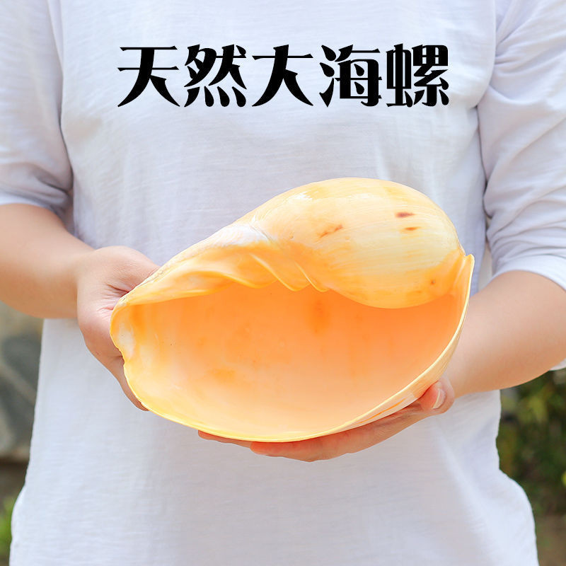 🚀臺灣出貨🚀天然大海螺貝殼瓜瓢螺椰子渦螺黃金柚芒果螺家居魚缸擺件創意花盆