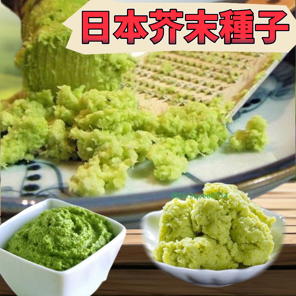 臺灣現貨速發【優質高產日本芥末種子】蔬菜種子日本進口 超低價 芥末菜種子 辣根 料理神器 陽台庭院盆栽種植 山葵種子