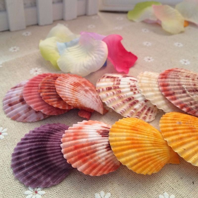 20 件裝彩色天然貝殼貝殼扇貝工藝品 DIY 水族館家居裝飾