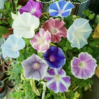 （進口優質新種）牽牛花種子 特大號牽牛 大牽牛花爬藤大喇叭花四季陽臺庭院籬笆易種花種籽
