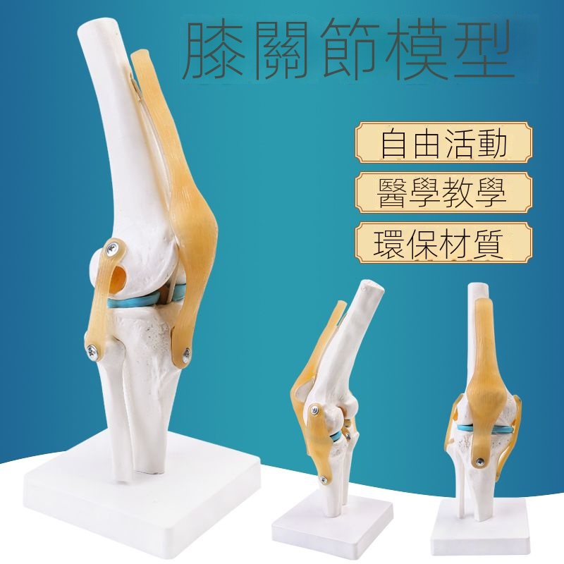 人體膝關節功能模型 半月板交叉韌帶活動膝蓋骨髕骨教學骨骼模型