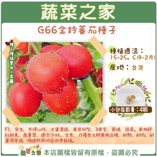 【蔬菜之家滿額免運】G66金鈴蕃茄種子4顆(F1，早生，不停心性，大葉濃綠，果實卵型，3果室，甚硬，綠肩，果重約120公