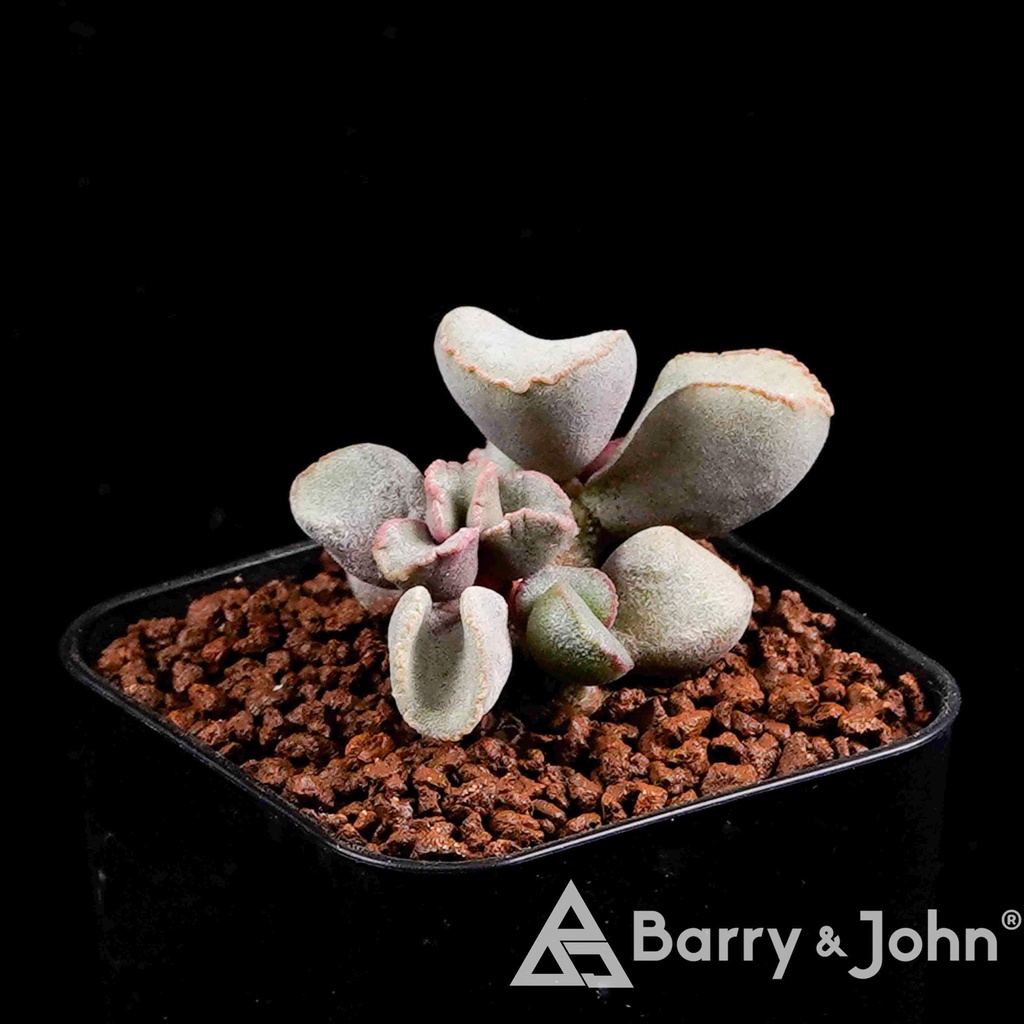 蛋捲天章｜Adromischus Marianae ‘Egg roll‘