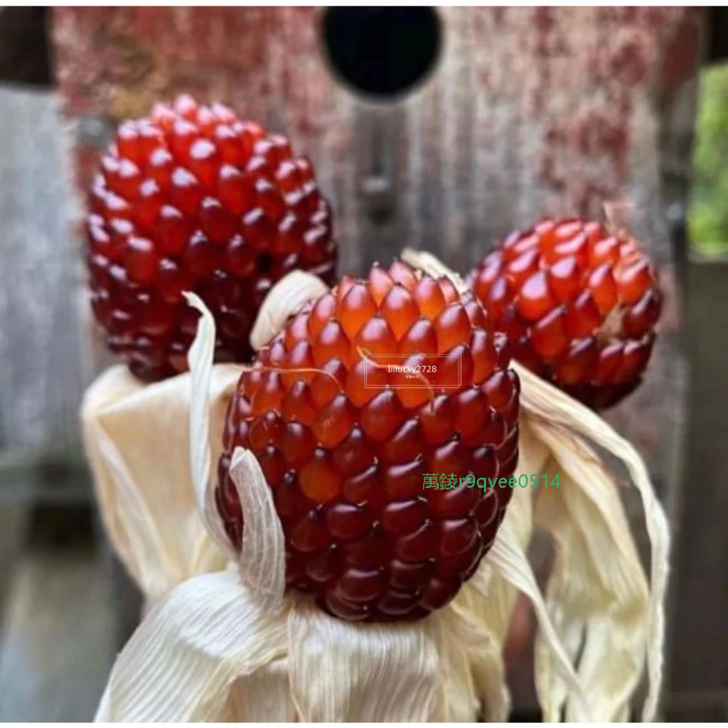 【草莓玉米種子】菠蘿玉米 珍珠玉米 牛奶玉米種子 十款玉米種子黑糯玉米水果玉米草莓玉米  苞米種子 四季種植蔬菜種