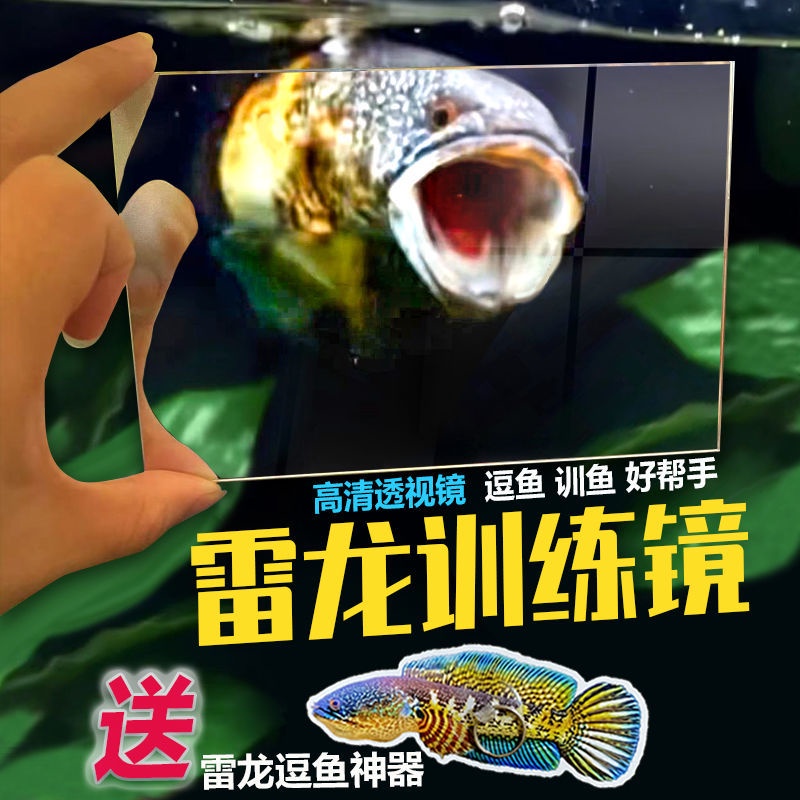 雷龍魚訓練鏡子 羅漢鬥魚 雙面透明鏡 鼓腮咬缸外逗魚鏡 指環扣  透視鏡AD2