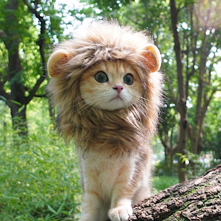 貓咪獅子頭套 貓咪兔子耳朵頭套 小型犬狗狗帽子 寵物可愛搞怪配飾 寵物頭飾裝扮
