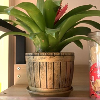 【園藝 木桶】實木桶 仿古銅盆仿古盆樹脂塑膠花盆多肉植物盆景發財樹仿古復古花盆木桶 花盆 種植桶 植栽桶YPH