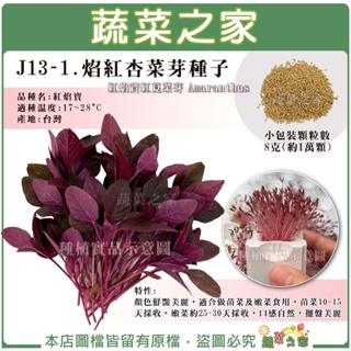 【蔬菜之家滿額免運】J13-1.焰紅杏菜芽種子8克(約1萬顆)紅焰寶紅莧菜芽 顏色鮮豔美麗 適合苗菜及嫩菜食用