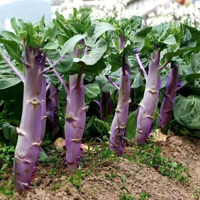 雞腿芥蘭種子  四季蔬菜種子 大芥菜 雞腿芥蘭種子 豐富有機蔬菜種子 四季好種抗病無蟲害蘇菜種子