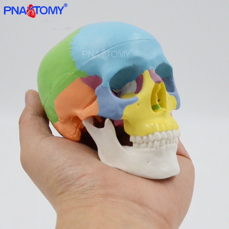 迷你彩色頭骨模型 可拆3部件 骷髏頭解剖敎具 便攜顱骨 人體器官玩具 人體玩具 兒童益智玩具 人體構器官模型拚圖