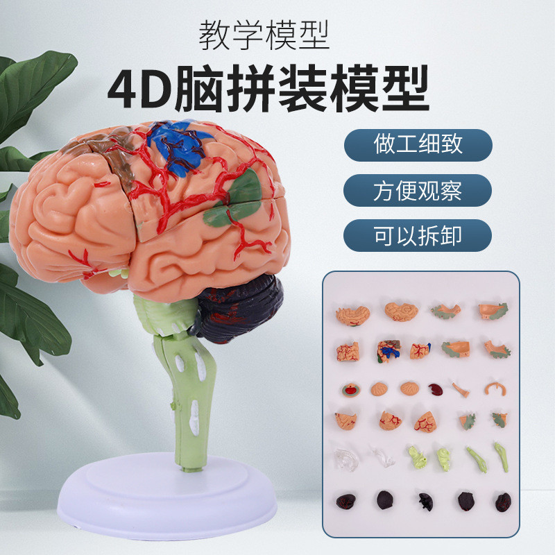 4DMaster 4D拚裝人體解剖模型 大腦模型腦結構模型 醫學敎學模型模具  人體器官玩具 人體構器官模型拚圖