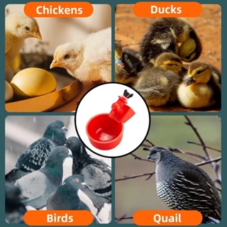Leawproof寵物飲水器/鴿子鵪鶉/通用自動飲水機/大容量家禽餵食器