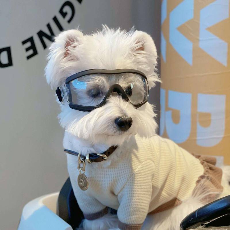 狗狗風鏡寵物太陽眼鏡小型犬泰迪防風眼鏡機車防塵墨鏡比熊護目鏡