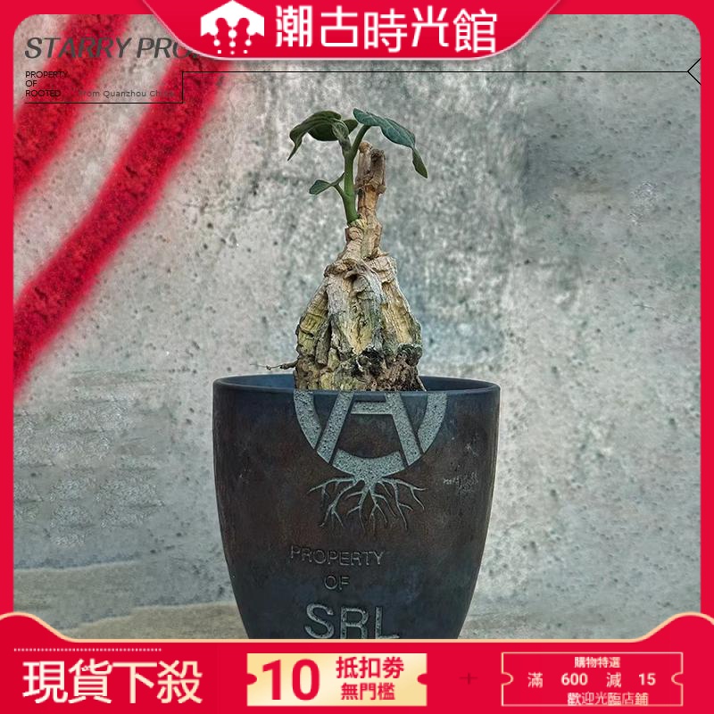 『現貨 秒發』象足漆樹塊根植物潮流花盆植本缽陶瓷SRL藤原浩同款NBHD龍澤川介